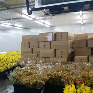 在上海安装一个100平方的鲜花保鲜冷库需要多少钱?