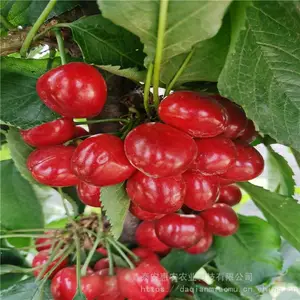 ���ӣ���� ��������ϵ�޽�����ӣ���� ��ũӣ��������������