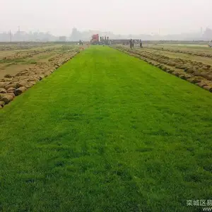 真草皮 基地百慕大果岭草草坪 混播草皮 带泥土草坪马尼拉