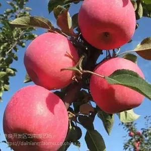 中秋王苹果苗哪里买 中秋王苹果苗多少钱一棵 中秋王苹果苗山东批发基地