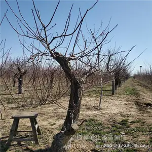 ����Ե ��÷��׮��ӭ�µ� ��÷��׮ �۸����