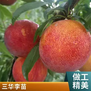�����������������������Ǯ�������������޽��������������