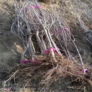 ����ʡ����-��ӣ���籨�ۡ���ӭʵ�ؿ���