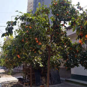 ��Ӧ50���� 60���� 70������������ ���Ե���ͥԺ��ֲ������ �ɻ�***