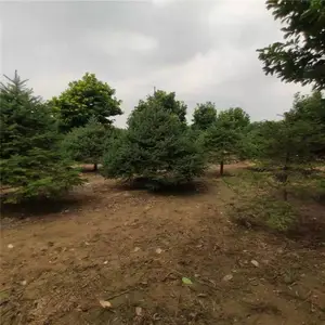 苗木基地1米以上云杉好的货源 云杉 山东基地1米以上云杉好的货源 云杉品质优良