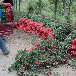 ��ñ���¼� ���պ�ñ���¼�������***