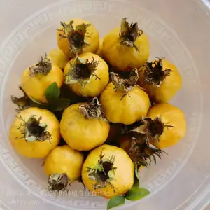 2025年种植什么赚钱 药食养生大健康产业大区势 阳光产业无刺刺梨