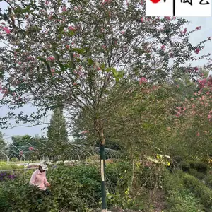 成都苗圃清地 紫薇降价处理 紫薇处理价 8-12公分紫薇低价出售 自产自销