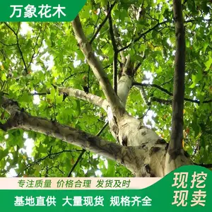 绿化苗木 青桐树苗 中国梧桐 风景观赏树道路行道树绿化工程苗木