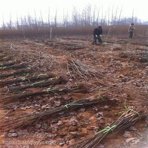 梨树苗批发 批发梨树苗价格 产地直供 现挖现卖