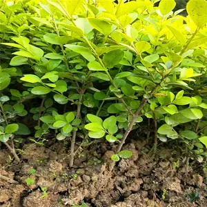 重庆高新区幼苗的价格相互信任