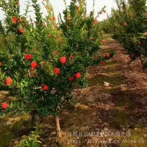 1�׻�ʯ�� ���߳����䲻ʵ ����ƤΪ���� Ҳ���˻������� ������ʯ��