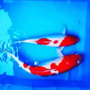 静安专业出售各类锦鲤 锦鲤鱼苗 浙江养殖基地 淡水鱼