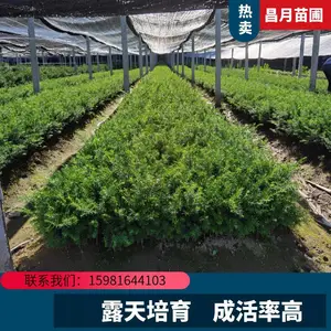红豆杉 绿化苗木 小苗 喜湿耐阴 小区庭园城区绿化
