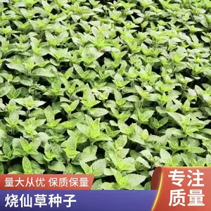 用于奶茶烧仙草冰凉果冻的制作原料 烧仙草种植