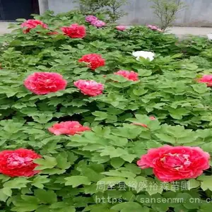 ����ĵ��������ֲ��ʲô��Ҫע����� ����ĵ�����༼��