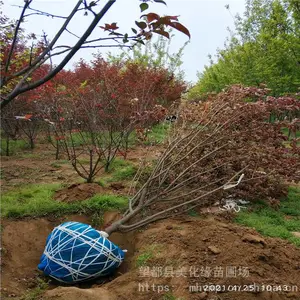 ����Ե ��÷���籨�� ÷���� ����ֱ��