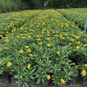木春菊,木春菊价格,四川木春菊种植基地,成都木春菊批发