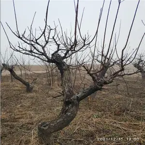 美化缘 造型红梅 大梅花桩