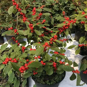 苗圃批发出售轮生冬青苗 美洲冬青 绿化栽植批发出售 盆栽观赏