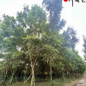 �������ֻ��� ���۴���20������������� �������� �ɶ�����麴����� ��������