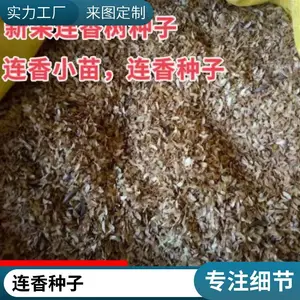 产地供货价格连香小苗种植基地连香种子连香净种子价格连香树种子乡土彩叶树种连香树小苗