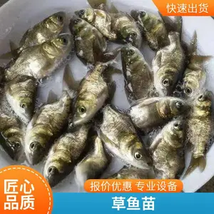 优选缩骨大头鱼苗 生长速度快金大头鱼苗 金鳙缩骨苗水花苗