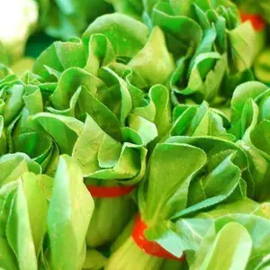 惠州潼湖农产品配送/惠州潼湖蔬菜配送供应商平台/惠州潼湖生鲜蔬菜配送公司/惠州潼湖同城蔬菜配送软件