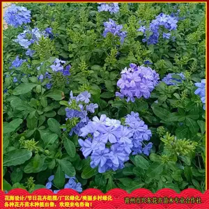 ԰�־����̻��ݻ� ����ϲ��ʪ ������ѩ�� �˶�����