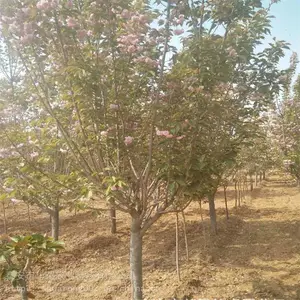 8����9������ӣ 10����ӣ���� 12���֡�15��������ӣ
