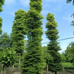 出售18公分小叶桢楠树苗 桢楠基地直供 移栽苗 全冠桢楠