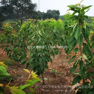 ����˹�˺�ӣ���緱������ ��������������˹8��ӣ������