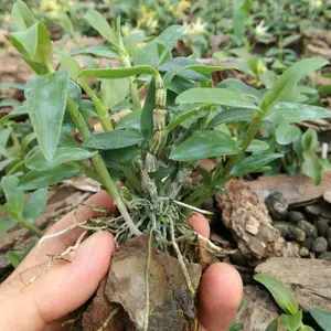 现货供货 铁皮石斛苗 高存活组培铁皮石斛苗