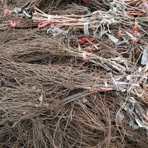北京阳光玫瑰树苗 阳光玫瑰苗 阳光玫瑰葡萄园图片