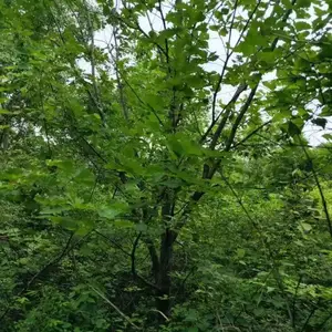 ����Ʒ���ɹ��� ��Ҷ����ľ ������·԰���̻��쾰ͥ����