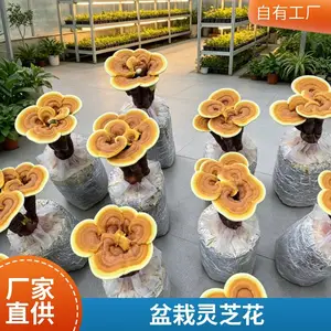 批发灵芝盆栽 灵芝栽培包 活体灵芝花 灵芝菌包 源头种植基地直供