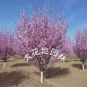 ����÷ �Լ���ֲ �ߴ���7-9-11-113���� �󻨵�԰��