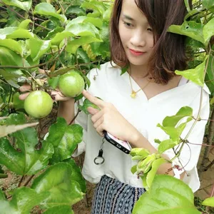 潮州黄金百香果苗批发紫香一号百香果苗批发