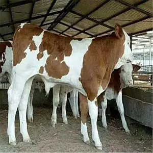 ���ճ���ţ�۲�ѯ ë�ػ�ţ����Ǯһ�� �Ĵ���ţ�����ۻ�ţ�� ���ػ�ţ��۸�