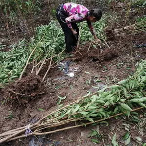 重庆蜂糖李树苗-蜂糖李树苗品种-蜂糖李树苗种植基地