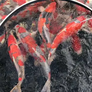 浙江锦鲤养殖基地 批发锦鲤活体 观赏鱼锦鲤包活
