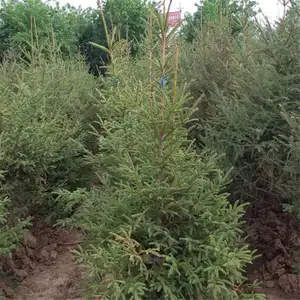 ����2����ɼ-3��3.5����ɼ��4����ɼ4.5����ɼ 5����ɼ 5.5����ɼ