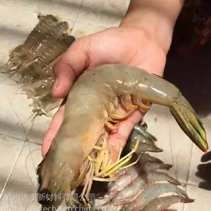 ������������ö�����ʳ����ʳ����ҧ����DMPT02