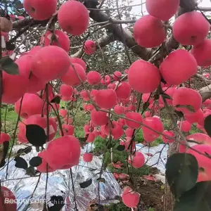 烟台苹果烟台蓬莱红富士大苹果专业代购销
