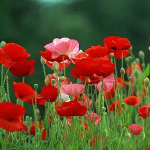 �ӱ����������˴���,�̻��������˹����磬������
