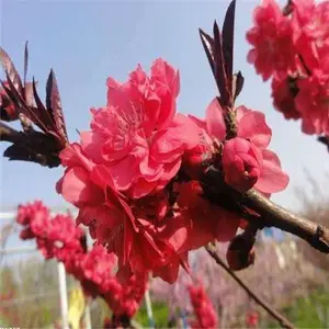 红叶碧桃树苗 工程绿化红叶碧桃苗 红叶碧桃小苗