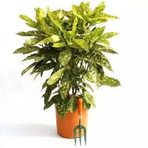 ����ɺ��С���Ҷ����ͥԺ�̻���ľ�����ͺ��ļ�����˽ǽ�������