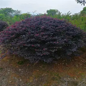湖北孝感杜鹃杯苗基地***