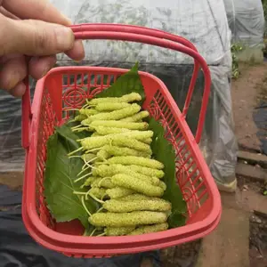 香金葚长果桑树苗,香金蜜桑葚苗,长白果桑树苗新品种果形大