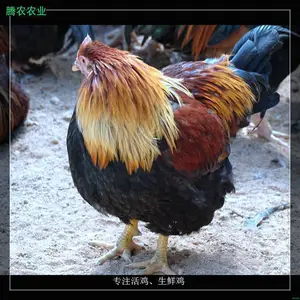 �������������г���ũ���ʼ�����ô������������